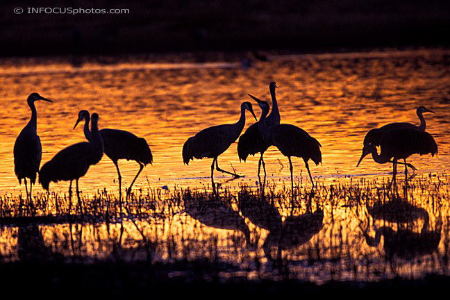 Sandhill Cranes Bosque del Apache New Mexico Sunset Silhouette