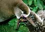 Black-footed Albatross Mother Chick Feeding