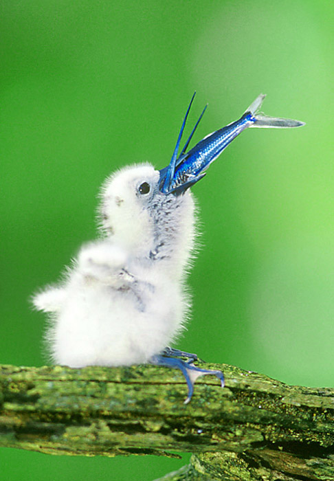 Fairy Tern Chick Eating Flying Fish Midway Atoll