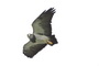 Black-breasted Buzzard Eagle Flying in Torres del Paine National Park, Chile