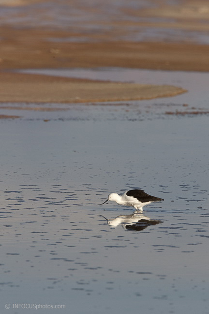 Infocusphotos : An Austral Avocet Searching for Food in a Salt Lake of the Atacama Desert