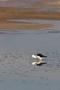 An Austral Avocet Searching for Food in a Salt Lake of the Atacama Desert