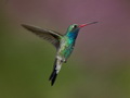 Infocusphotos : Birds, hummingbirds, Broad Billed, male, nature, southwest, Coronado National Forest, Madera Canyon, Arizona, wildlife