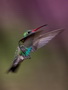 Infocusphotos : Birds, hummingbirds, Broad Billed, male, nature, southwest, Coronado National Forest, Madera Canyon, Arizona, wildlife