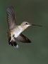 Infocusphotos : Female Calliope Hummingbirds, Coronado National Forest, Madera Canyon, Arizona, wildlife