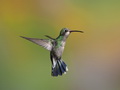 Infocusphotos : Broad Billed Female Calliope, Coronado National Forest, Madera Canyon, Arizona, wildlife