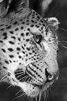 Infocusphotos | Africa's Big Cats Gallery #1 :Lions, Tigers, Leopards, African Wild Cats - professional stock photography of Malie Rich Griffith