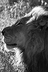 Infocusphotos | Africa's Big Cats Gallery #2 :Lions, Tigers, Leopards, African Wild Cats - professional stock photography of Malie Rich Griffith