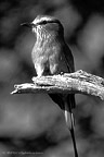 Infocusphotos | Bird Gallery #1 : Bird, landscape, portrait and stock photography of Malie Rich Griffith