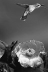 Infocusphotos | Humming Bird Gallery : Bird, landscape, portrait and stock photography of Malie Rich Griffith