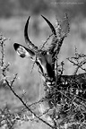 Infocusphotos | Wildlife Gallery #1 : Wildlife, landscape, portrait and stock photography of Malie Rich Griffith