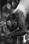 Infocusphotos | Wildlife Gallery #2 : Wildlife, landscape, portrait and stock photography of Malie Rich Griffith