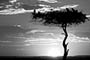 Infocusphotos - Kenya