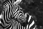 Wildlife Galleries - Infocusphotos - Malie Rich Griffith